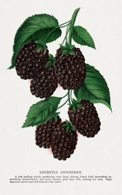 10261.Decor Poster.Room wall art design.Fruits.Vegetable.Chef Kitchen.Blackberry