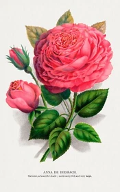 10257.Decor Poster.Room wall art home design.Garden Flower.Floral.Red roses