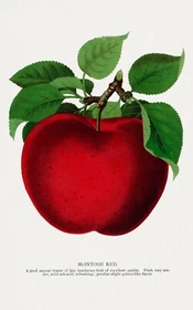 10267.Decor Poster.Room wall art design.Fruits.Vegetables.Chef Kitchen.Apple