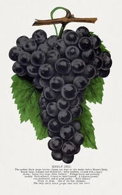 10269.Decor Poster.Room wall art design.Fruits.Vegetables.Chef Kitchen.Grapes