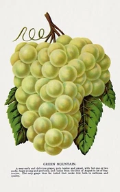 10268.Decor Poster.Room wall art design.Fruits.Vegetables.Chef Kitchen.Grapes