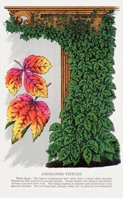 10258.Decor Poster.Room wall art home design.Garden Flower.Floral.Ampelopsis