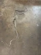 2014-23 INFINITI Q60 Q50 AC AIR CONDITIONING CONDENSER LIQUID HOSE PIPE LINE OEM