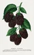 10261.Decor Poster.Room wall art design.Fruits.Vegetable.Chef Kitchen.Blackberry