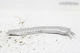 2016-2020 HONDA CIVIC 2.0L GASOLINE FUEL TANK HEAT SHIELD GUARD COVER BAFFLE OEM