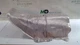 2021-2023 NISSAN ROGUE FRONT FLOOR PAN EXHAUST HEAT SHIELD COVER PLATE OEM