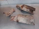 81-83 Mazda RX7 12A Engine Exhaust Manifold Heat Shield FB