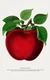 10267.Decor Poster.Room wall art design.Fruits.Vegetables.Chef Kitchen.Apple