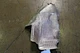Ferrari 296 GTB, LH, Left, Fuel Tank Heat Shield, Used, P/N 961534