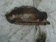 1997 AUDI A4 EXHAUST MANIFOLD HEAT SHIELD LEFT DRIVER SIDE OEM