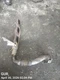 LEFT EXHAUST MANIFOLD OEM 14-18 RAM1500 1YR WRNTY 68245730AB