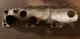 Dodge Ram cummins EXHAUST SHIELD 5.9L OEM MANIFOLD COVER COMMON RAIL 590422