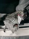 VOLTAGE CONVERTER/CONTROL MODULE OEM 18-19 HONDA CLARITY 1YR WRNTY 1B0005WJA05