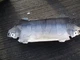 Volvo xc40 t3 thermal protection muffler 32262065 GEN HEAT SHIELD