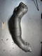 Exhaust Crossover Heat Shield For 07-10 Chevrolet Impala  3.5 12612663