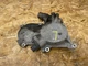 INFINITI G37 M37 Q70 QX50 Q60 Q50 09-21 OEM ENGINE LEFT TIMING COVER 3.7L & 3.5L