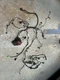 Jaguar F Type 3.0 Front Right Engine Bay Harness Ex53-14k011-adf