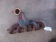 DODGE VIPER Exhaust Manifold R. 96 97