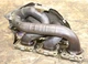Left Driver Side Engine Header Exhaust Manifold OEM Porsche Panamera 3.6l
