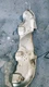 84E007 Exhaust Manifold Heat Shield 1999 Chevrolet Malibu 3.1 24506295