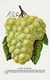 10268.Decor Poster.Room wall art design.Fruits.Vegetables.Chef Kitchen.Grapes